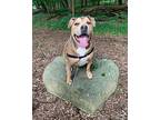 Uhtred aka Ooty American Staffordshire Terrier Adult Male