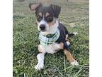 Snoopy Beagle Puppy Male