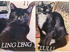 LingLing American Shorthair Young Male