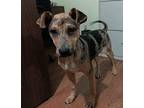 Trinity Catahoula Leopard Dog Puppy Female