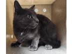 Graphite (#Q working cat) Domestic Shorthair Adult Female