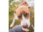 Rebel Hound (Unknown Type) Adult Female