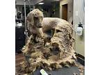Logan Poodle (Standard) Young Male