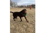 Hazel Labrador Retriever Young Female