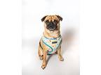 Sloan Pug Adult Female