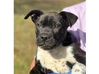 Marmalade Boston Terrier Puppy Female