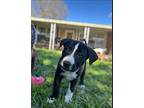 MJ Vazquez Labrador Retriever Puppy Male