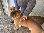 Scoob Retriever (Unknown Type) Adult Male