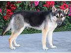 Selene von Schwaan German Shepherd Dog Puppy Female