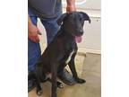 Harper Labrador Retriever Puppy Female