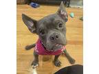 Sally French Bulldog Adult Female