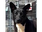 NATION Feist Puppy Male