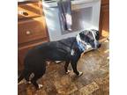 Malachi Labrador Retriever Senior Male