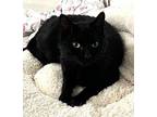 OLIVER the LAP KITTY Domestic Shorthair Adult Male