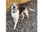 Pancake *foster needed* Treeing Walker Coonhound Adult Male