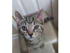 Rosie Tabby Kitten Female