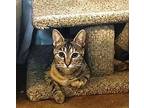 Mouse Domestic Shorthair Young Female