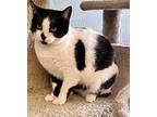 Mama Kitty Domestic Shorthair Adult Female