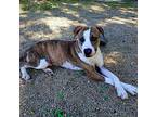 Darren CP Staffordshire Bull Terrier Young Male