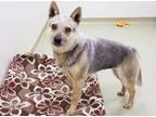 Emma Australian Cattle Dog Adult Female