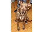 Coco American Pit Bull Terrier Adult Female
