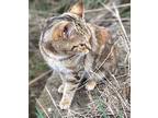 KITTEN LIL CHIRP Domestic Mediumhair Young Female