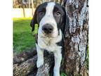 Wesson Great Pyrenees Puppy Male