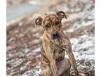 Kahoot American Pit Bull Terrier Adult Male