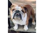 Milo English Bulldog Male