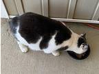 DEDE the BOBTAIL American Bobtail Adult Female
