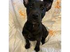 Dorito Border Collie Puppy Female