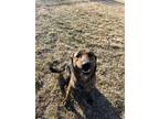 Fenn German Shepherd Dog Adult Male