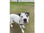 Dozer American Pit Bull Terrier Adult Male
