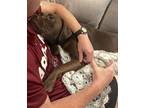 Harper Staffordshire Bull Terrier Adult Female