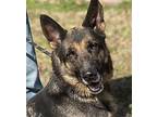 Noel German Shepherd Dog Adult Female