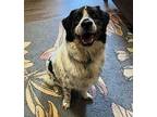 Joey Collie Adult Male