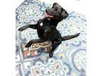 Jasper Labrador Retriever Young Male