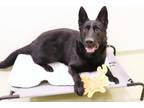Spain German Shepherd Dog Adult Male