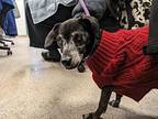Angie Dachshund Senior Female