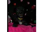 Tot Black Mouth Cur Puppy Female