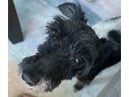 Tiff Schnauzer (Miniature) Adult Male