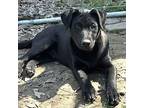 Stetson Labrador Retriever Puppy Male