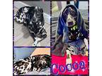 Cocoa Dalmatian Young Female