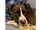 Laika Humble Boxer Adult Female