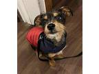 Lola 2 Terrier (Unknown Type, Medium) Puppy Female