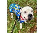 Tyson American Bulldog Adult Male