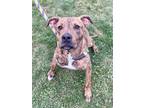 Larry Plott Hound Adult Male