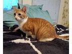 Popeye the Sailor Cat Domestic Shorthair Adult Male