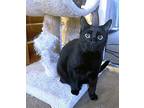 Button Domestic Shorthair Young Female