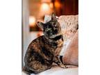 Cinnamon (Bobtail!) American Bobtail Female